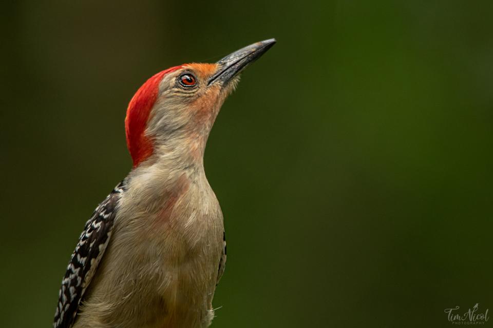 Red Bellied Woodpecker Portrait Shutterbug 